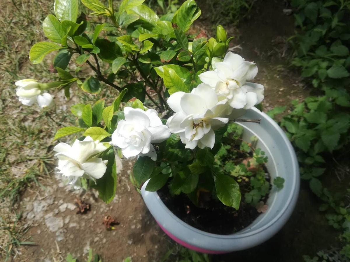 Apartament Rose Garden Kalamata Zewnętrze zdjęcie